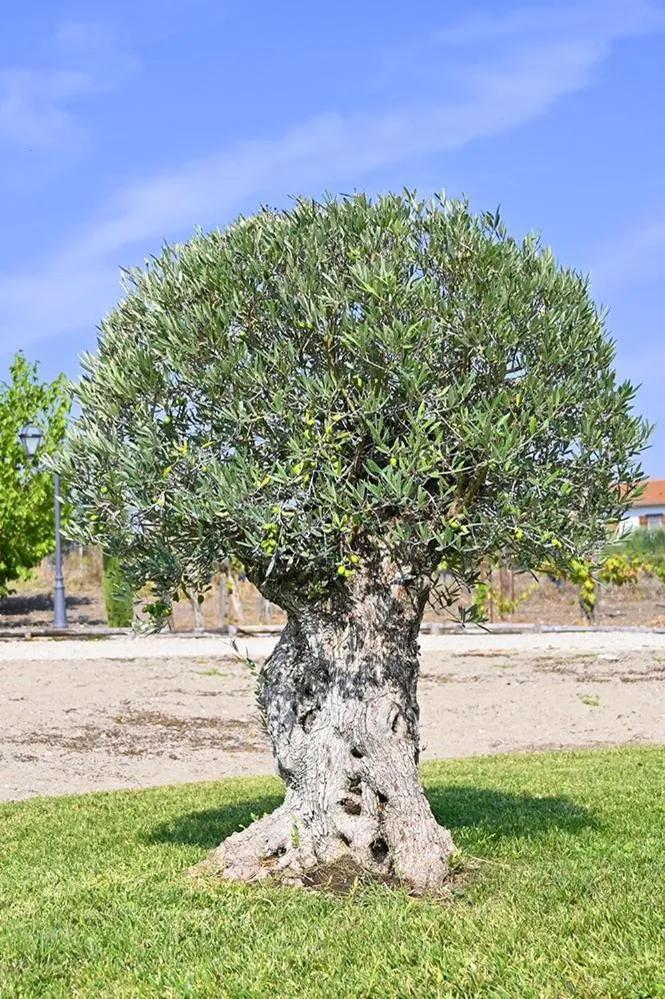 Tenuta Quisisana - 11